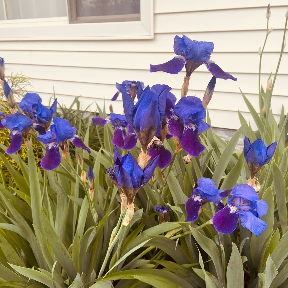 3 Blue Iris Plant bulbs